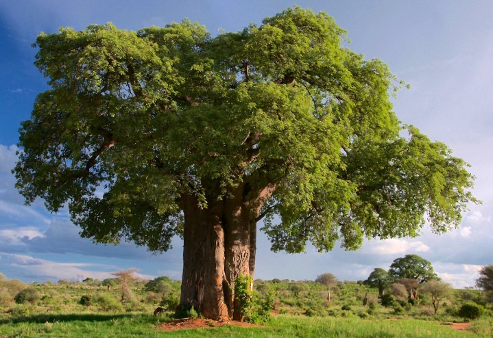 Baobab Baum