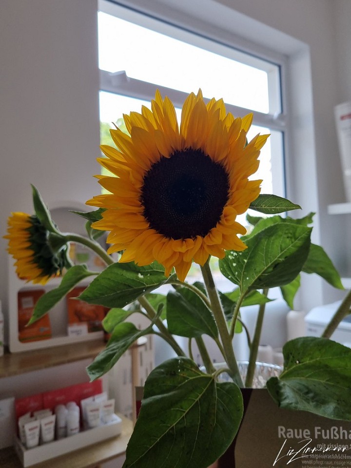 Sonnenblume