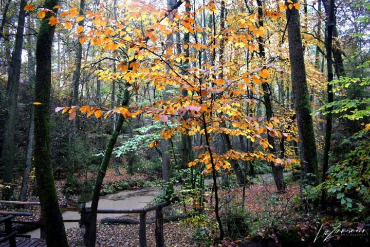 herbstblätter_im_wald