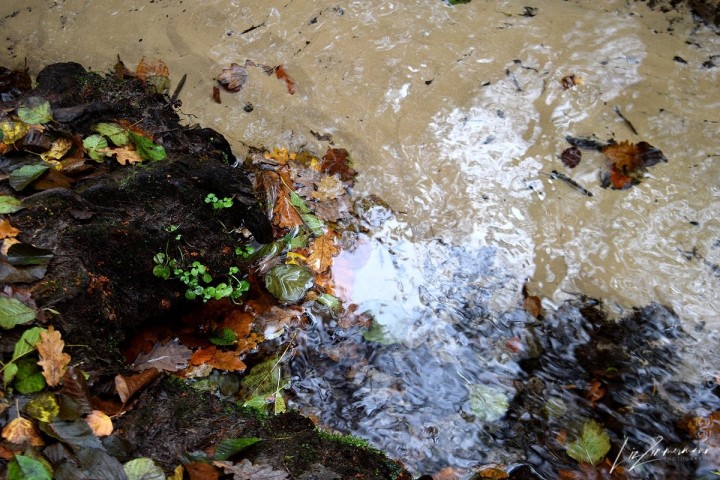 himmelsspiegelung in wasser, herbstblätter