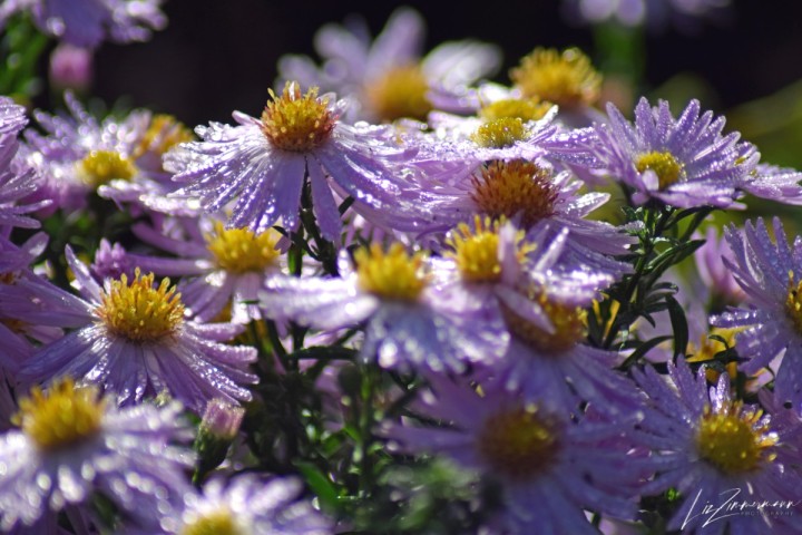 tau auf herbstastern