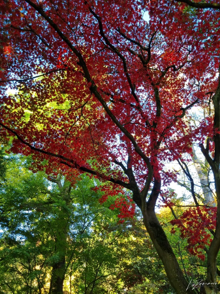 rote_blaetter