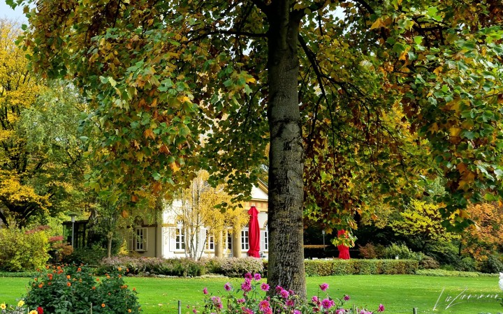 herbstbaum, Cafe, Nordpark-Bielefeld
