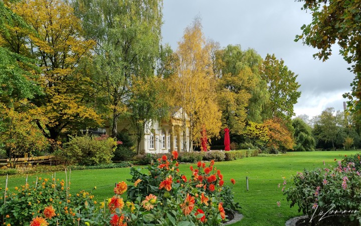 herbstbäume, cafe, dahlien