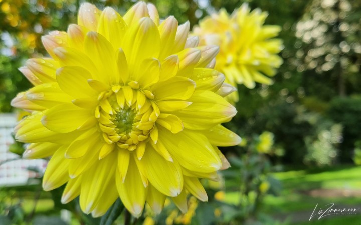 gelbe dahlie