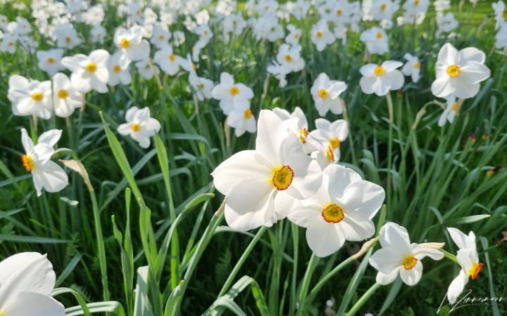 weisse narzisse