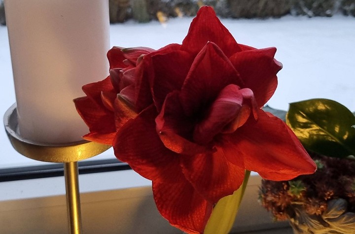 rote amaryllis
