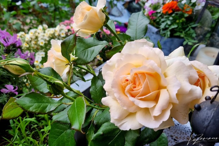 rose