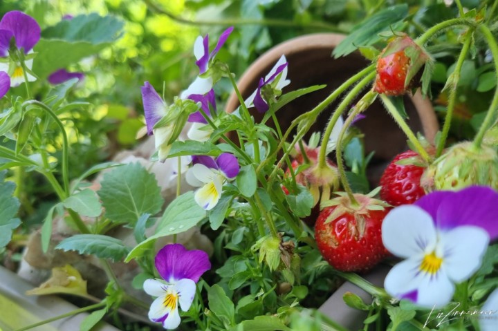 erdbeeren