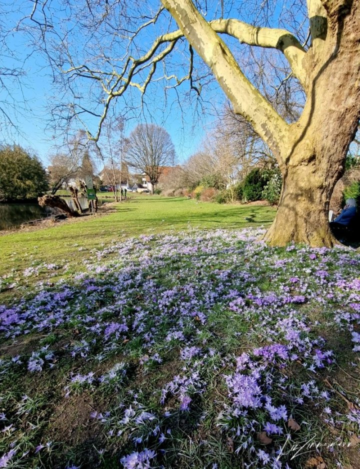 alterbaum, krokusse