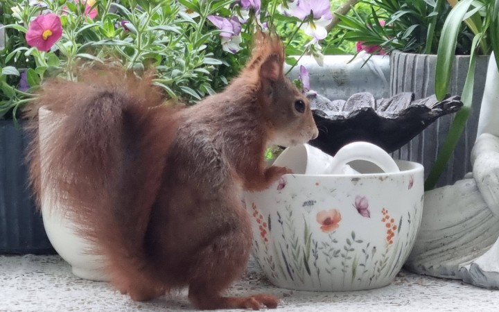 eichh&ouml;rnchen