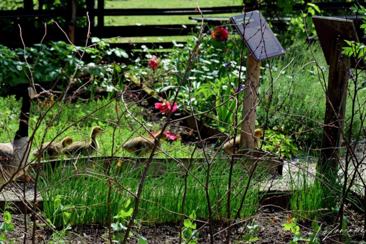 entenfamilie