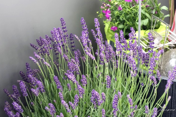Lavendel
