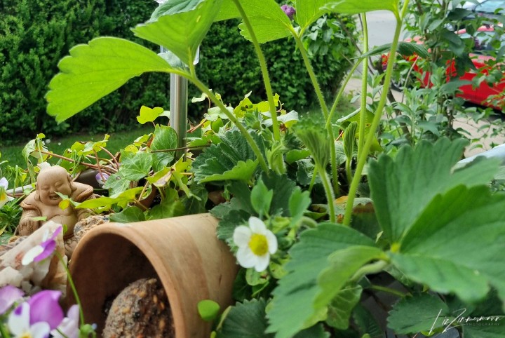 erdbeerblüte