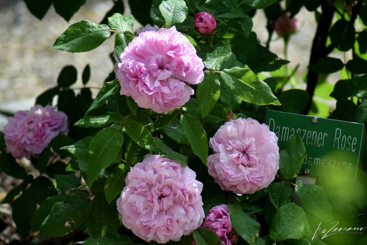 rose
