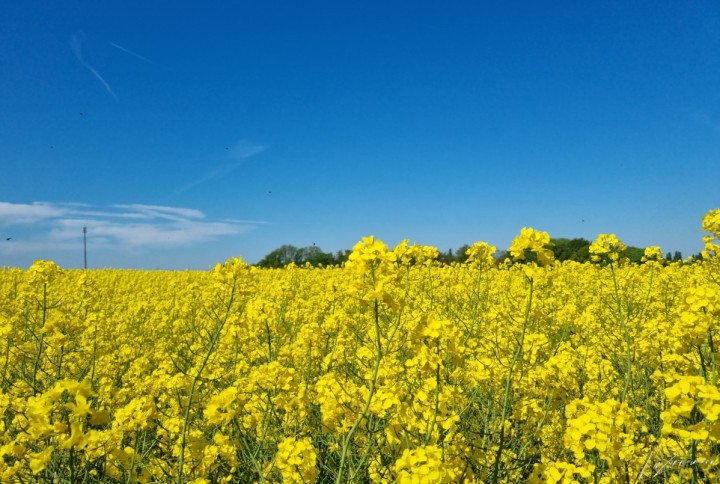 rapsfeld