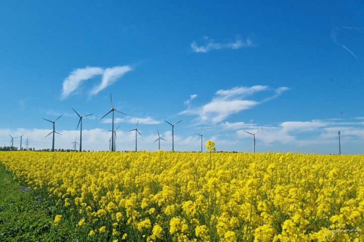 rapsfeld-windr&auml;der