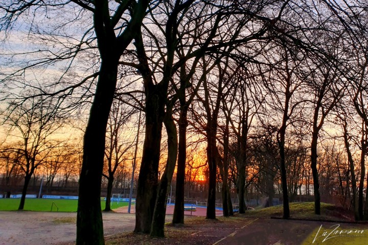 bäume-sportplatz-sonnenuntergang